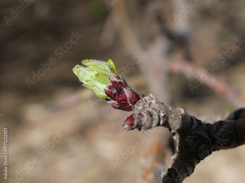 Crabapple Bud Breaking Dormancy (Malus ‘Jewelberry’), Early Spring Colorado