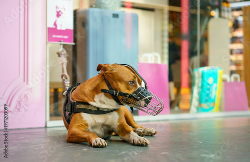 Photos Brown pit bull type dog wearing muzzle resting on pavement near shop window, urb