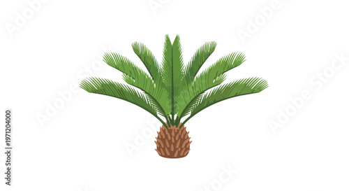 Sago Palm Cycas Revoluta Isolated on White Background