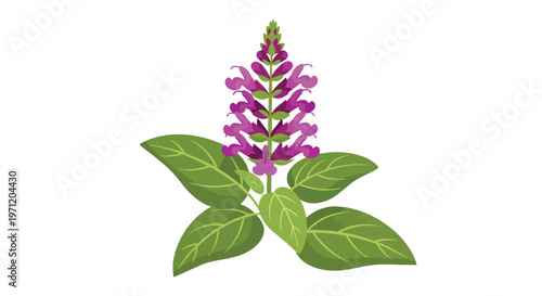 Illustration of a purple salvia flower with green leaves isolated on white background