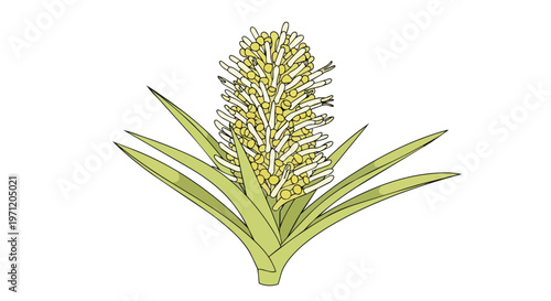Illustration of a blooming bromeliad plant with green leaves and yellow flower spike