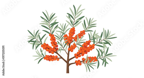 Sea Buckthorn Branch with Orange Berries and Green Leaves Illustration