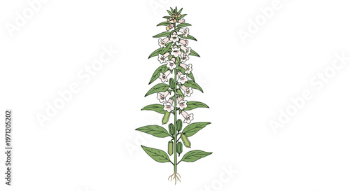 Illustration of a blooming sesame plant with leaves and seed pods
