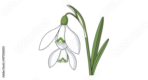 Hand Drawn Illustration of a Beautiful White Snowdrop Flower