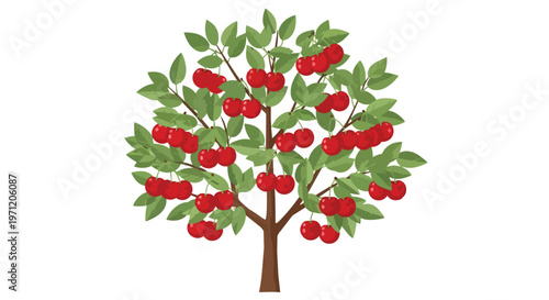 Illustration of a Cherry Tree with Ripe Red Fruits and Green Leaves