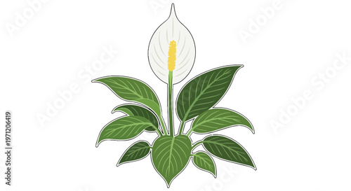 Hand Drawn Illustration of a Peace Lily Plant with White Flower and Green Leaves
