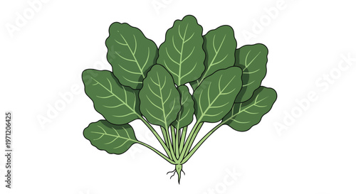 Illustration of Fresh Green Spinach Leaves Isolated on White Background