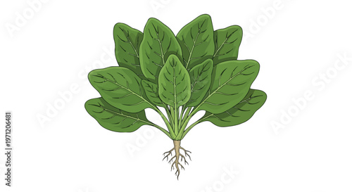 Fresh Spinach Plant with Roots Illustration