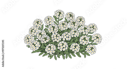 Illustration of Sweet Alyssum Flowers in a Bush