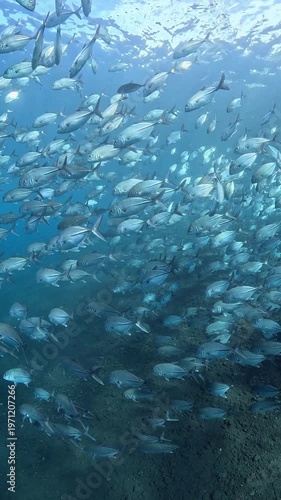 Slow motion school of Bigeye Trevally (Caranx sexfasciatus), 4K UHD footage, Tulamben Bali Indonesia. Natural synchronized behavior in reef ecosystem, marine biodiversity, open water copy space.