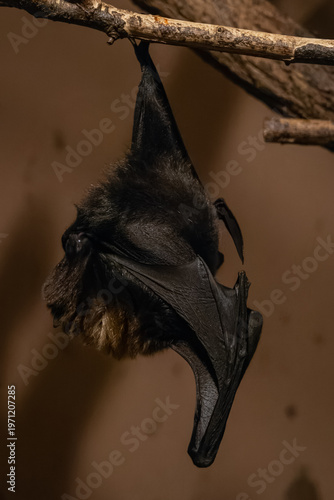 Rodrigues flying fox kept in captivity in a zoo.