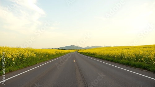 Sunlit Yellow Floral Field Beside Empty Asphalt Road in Summer