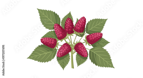 Fresh Ripe Raspberries on a Branch with Green Leaves Illustration