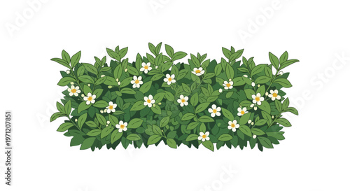 Blooming Green Hedge with White Flowers Isolated on White Background