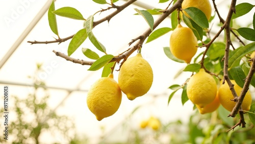 Fresh Delightful Lemons on Branches