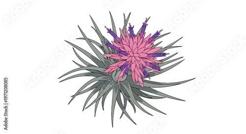 Illustration of a Blooming Tillandsia Air Plant