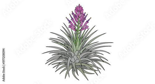 Illustration of a blooming Tillandsia air plant with purple flowers