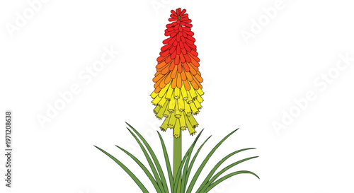 Illustration of a vibrant Kniphofia flower isolated on white background