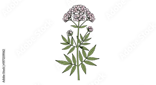 Botanical Illustration of Valerian Medicinal Herb Plant