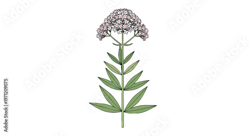 Botanical illustration of Valeriana officinalis plant with flowers and leaves