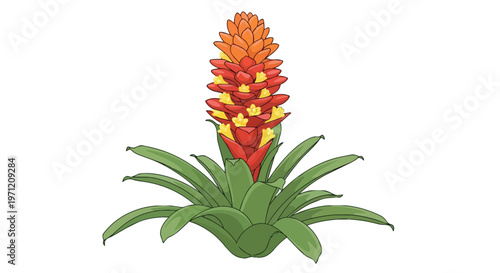 Vibrant Bromeliad Tropical Flower Illustration