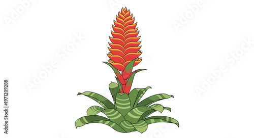 Vibrant Guzmania Bromeliad Plant Illustration Isolated on White Background