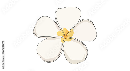 Hand Drawn Plumeria Flower Illustration