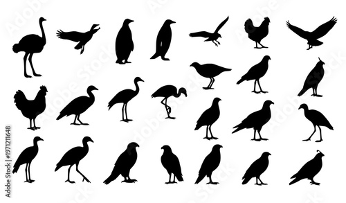 Diverse bird silhouette vector set with flying standing and walking bird species in black minimal design