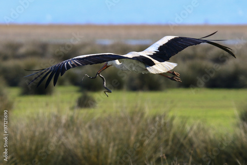 The image shows a stork flying with a snake in its beak.