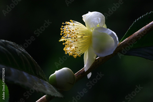 Close-up image of a tea flower against a black background.