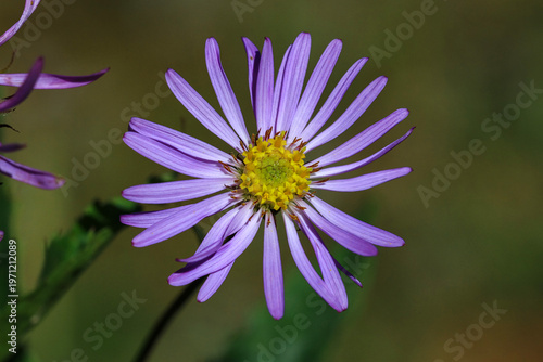 Close-up ımage of a purple flower with a yellow center.