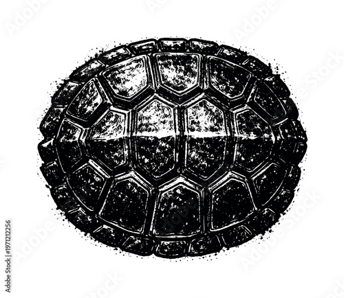 A detailed tortoise shell shown in a direct top-down view, enlarged to fill the frame as a segmented organic form on a pure white background, the