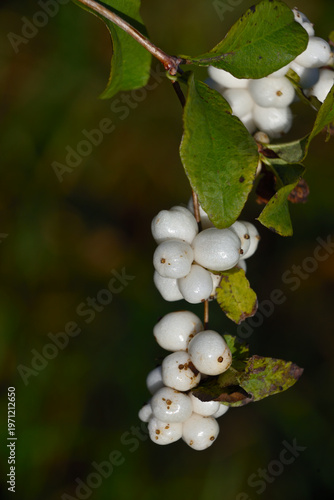 The white berries of Symphoricarpos albus on a thin branch stand out against a delicate, warm background. The leaves are dark green, and the shallow depth of field creates a calm, natural atmosphere.