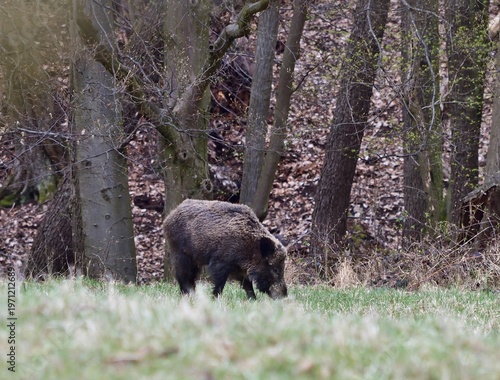 Wildschwein (Sus scrofa) im Lainzer Tiergarten