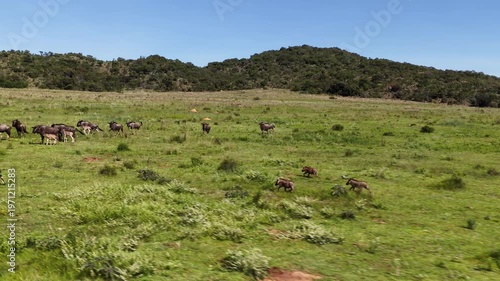 Wallpaper Mural Aerial slow motion of warthogs joining wildebeest herd with calves Torontodigital.ca