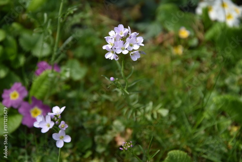 Wiesenschaumkraut
