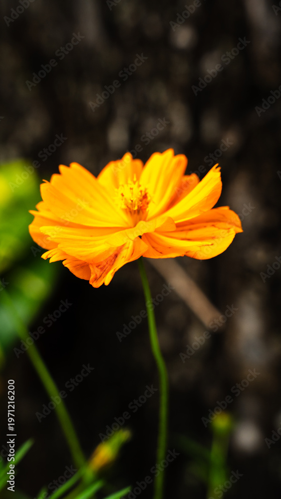 Fototapeta premium Close-up Single Yellow Cosmos Flower Blooming in Garden