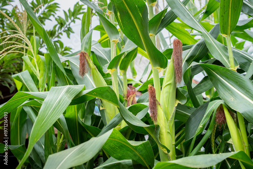Cuadro en lienzo Vibrant green corn stalks with healthy brown silk in a sunlit agricultural field