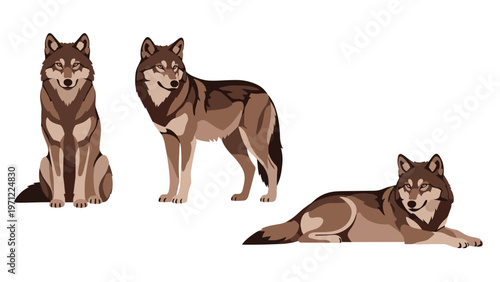 Realistic illustrations of wolves in standing, sitting, and lying poses with detailed brown and grey fur patterns isolated on a white background.