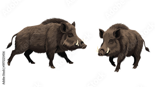 Detailed illustrations of two wild boars with dark brown fur and prominent white tusks shown in profile views for nature-themed graphic designs.