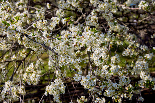 А Cherry blossom tree with delicate flowers