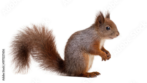 Red squirrel sitting with bushy tail and paws clasped