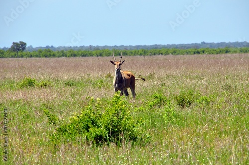 Impala Antilope