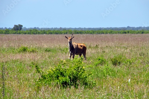 Impala Antilope
