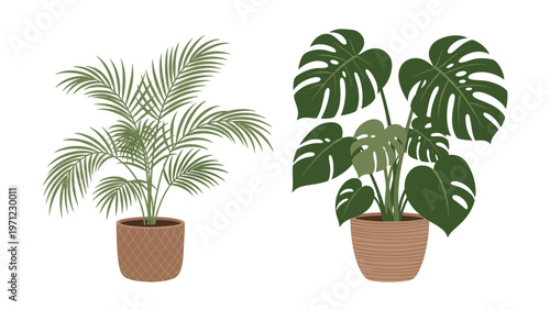 Two beautiful indoor plants including a palm tree and a monstera in brown wicker and ceramic pots on a white background.
