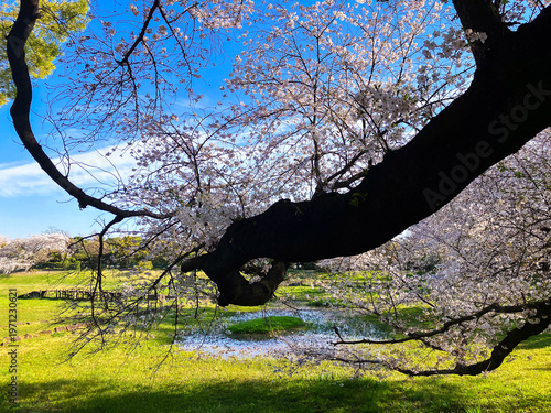 桜