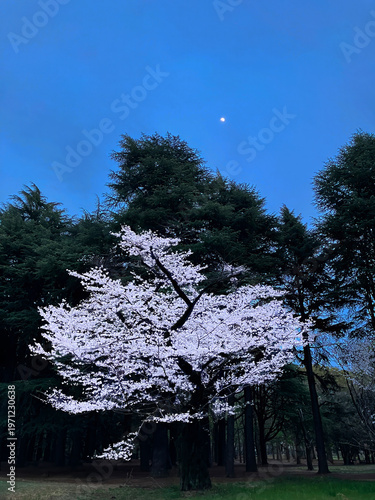 夜桜