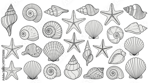 Detailed black and white line art drawings of various sea shells and starfish are arranged on a white background.