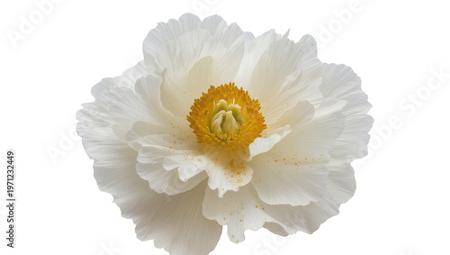 Foto Delicate Creamy White Poppy Flower with Yellow Stamens