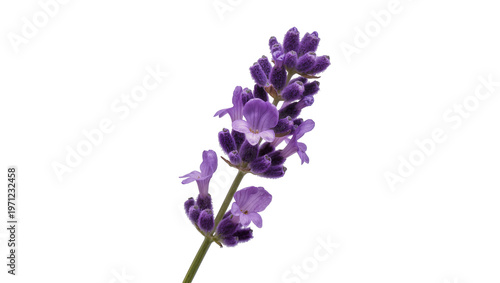 Purple Lavender Flower Sprig with Green Stem and Buds